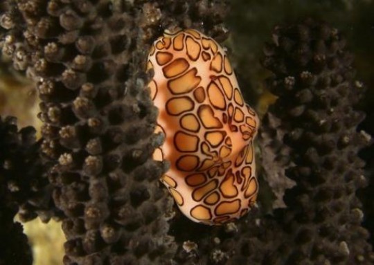 Clarity on the mollusk family tree The flamingo tongue snail, Cyphoma gibbosum, is a common and easily recognized gastropod mollusk found in shallow waters of the tropical western Atlantic. It has a bright orange, white, and black pattern on the mantle folds that cover the shell in life.	 Credit: Dunn Lab/Brown University