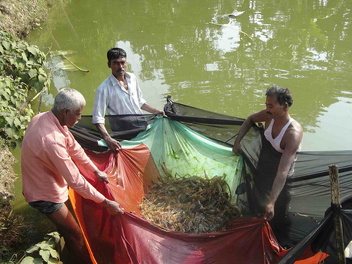 Abdus Sattar (on the right) has cultured freshwater prawn in his pond under the guidance of the Rural Enterprise for Alleviating Poverty project. He said, “I am now confident to grow prawn in my ponds and earn additional income along with other fishes in same pond.” Sattar is harvesting marketable prawn from his pond. Photo credit to Winrock International.