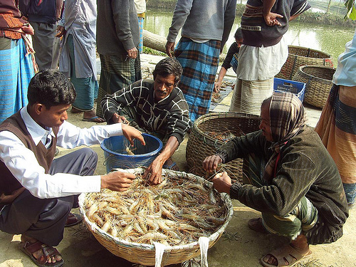 Market linkage has been established for selling the prawn produced in the area, which has resolved the marketing problem initially faced by the farmers. (Photo credit to Winrock International)