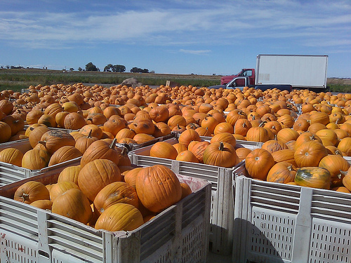 Chuck Hanagan has worked for USDA-Farm Service Agency for 25 years and operates a family farm in Swink, Colorado. Having an abundance of fresh vegetables has given his office the opportunity to participate in gleaning efforts for the Department’s ‘Share Your Harvest’ campaign. 4,000 lbs was donated by Hanagan Farms. The pumpkins pictured are in bins awaiting shipment. Many of them ended up with the families of deployed troops on the Army base at Fort Carson.