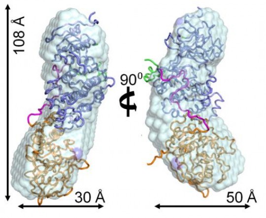 A complex complex The p38alpha:HePTP enzyme complex, shown in two views rotated 90 degrees, plays a key role in regulating cell functions. Resolving its structure allows new possibilities for fighting diseases that occur because regulation goes wrong.	 Credit: Peti Lab/Brown University