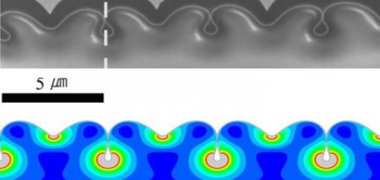 A subsurface system of nanopipes Researchers at Brown University and in Korea used focused ion beams to extract a cross-section of compressed gold nanofilm. When tips of regular, neighboring folds touched, nanopipes were created beneath the surface.	 Credit: Kim Lab/Brown University