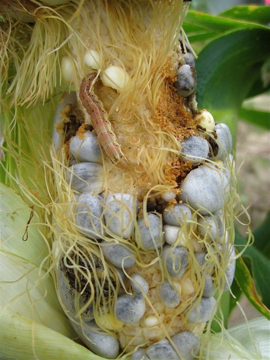 The damage done to an ear of corn infected by a fungus and corn earworm larvae. Notice how the combined pressure of pests and disease-causing microbial organisms can significantly reduce crop yield. The Jander/Okumoto team will use metabolomics techniques to identify natural chemicals used by plants to fight diseases.  Credit: Eric Schmeiz, USDA-ARS, CMAVE Chemistry Research Unit