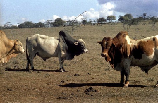 Zebu cattle on a breeding farm in Kenya