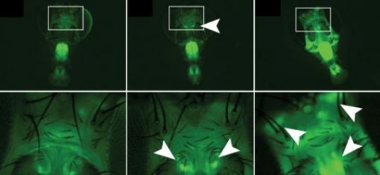 Fluorescing flies/ Fruit flies treated with a gene that glows green in the presence of the RNA-editing enzyme ADAR show significant individual variations (white arrows) where the enzyme is active and how much of it is present. The bottom row enlarges the areas described by white boxes in the top row. /Credit: Reenan Lab/Brown University