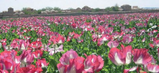 Poppy field in Afghanistan. Photo: UNODC