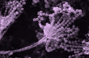 Scanning electron micrograph of the fungus Aspergillus. Image by Janice Haney Carr, CDC. 