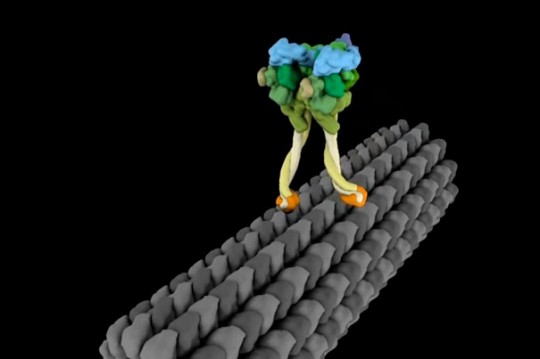 Struttin’ its stuff Harvard researchers find the molecular motor that keeps us on right track