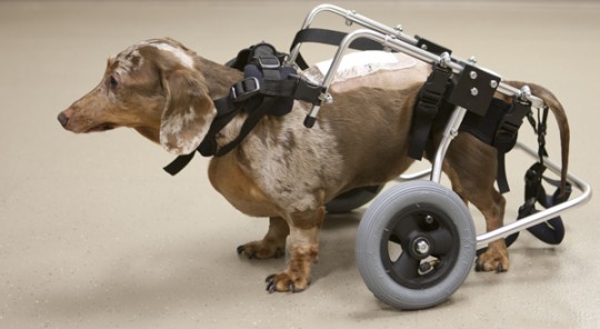 Dog using a medical device to walk.