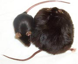 A normal mouse and its obese cousin.