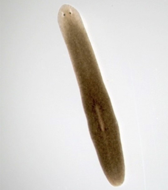 The freshwater flatworm Schmidtea mediterranea lives in southern Europe and Northern Africa is the first animal ever discovered without a crucial structure inside its cells known as the centrosome. /(Image credit: UCSF/J.Azimzadeh)