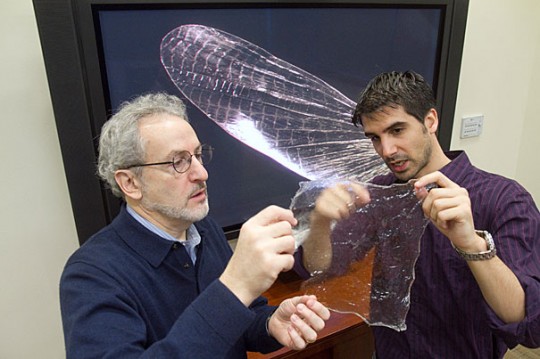 Postdoctoral fellow Javier Fernandez (right) and Don Ingber, director at the Wyss Institute, have created a new material made from discarded shrimp shells and proteins derived from silk called “shrilk.” It is thin, clear, flexible, and hard as aluminum at half the weight. Shrilk not only will degrade in a landfill, but its basic components are used as fertilizer, and so will enrich the soil./ Jon Chase/Harvard Staff Photographer