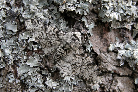 As one of the first researchers to raise questions about earlier peppered moth studies, Michael Majerus, a professor of genetics at the University of Cambridge, had meticulously designed and conducted the years-long experiment, but died before he was able to publish his findings. Image courtesy of James Mallet