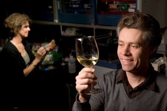 Get sloshed, have sex? Wine-making has promoted a frenzy of indiscriminate mating in baker’s yeast, according to Stanford researchers