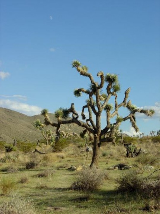 Joshua tree Hospitable growing regions may move elsewhere because of climate change, leaving ancient trees and other lifeforms without a home. Credit: Wikipedia Commons