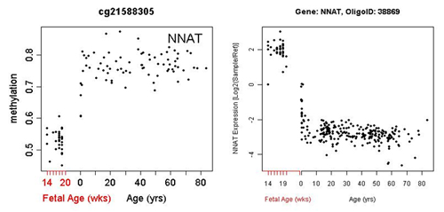 Two representative genes show strikingly opposite trajectories of PFC methylation across the lifespan. Each dot represents a different brain. Usually, the more methylation, the less gene expression. Source: Barbara Lipska, Ph.D., NIMH Clinical Brain Disorders Branch
