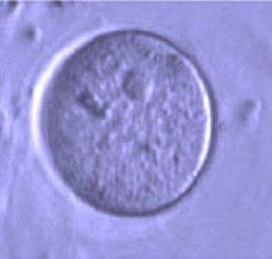 Egg-producing stem cells isolated from an adult human ovary can generate an oocyte (above) in culture. / Image by White et al., courtesy of Nature.