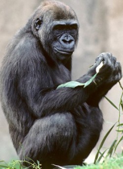 Kamilah. Image courtesy of the San Diego Zoo.