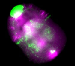 Expression pattern of 2 ZLI-like genes (in green and magenta) in the acorn worm embryo. Image by Pani et al, courtesy of Nature.