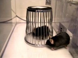 A mouse pays a social visit to a novel animal. Image courtesy of Drs. MuYang and Jacqueline Crawley, NIMH Laboratory of Behavioral Neuroscience