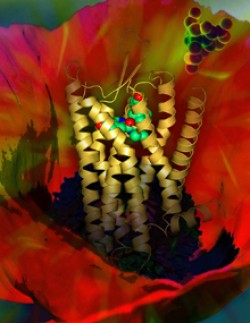 Structure of the κ-opioid receptor bound to the experimental drug JDTic is shown resting in a poppy flower, the source of opium. Image by Yekaterina Kadyshevskaya, PSI:Biology GPCR Network, Scripps Research Institute.