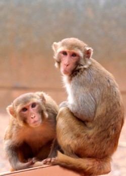 Rhesus macaques at the Yerkes National Primate Research Center were used in the study. Image courtesy of Yerkes National Primate Research Center, Emory University.