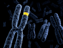 Chromosome Quirks Linked to Aging and Cancer