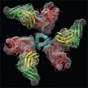 Scientists determined the structure of the HIV envelope glycoprotein in its activated state, in which 3 helices (center) spring out at the center of the molecule. Image courtesy of Dr. Sriram Subramaniam, NCI.