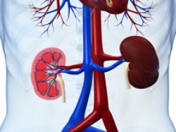 A Better Test for Kidney Function