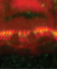 CIB2 (green and yellow) is found in inner ear hair cells, including the tips of stereocilia. Image by the authors.