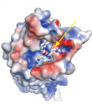 Neurotensin (see arrow) in the binding pocket of NTSR1. Image by Grisshammer and Tate labs, courtesy of Nature.