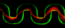 Bacteria flowing through a tube form a green biofilm on the walls. Bacteria tagged red that flow through the chamber afterward get caught in a sticky matrix, forming streamers that clog the channel. Image source: Knut Drescher.