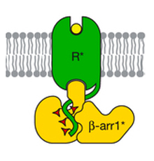 Activated ß-arrestin-1 (yellow) binds a G-protein coupled receptor (green) that crosses the cell membrane (gray). Illustration by Shukla et al., courtesy of Nature.