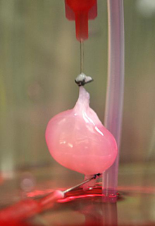 A decellularized rat kidney in a bioreactor after reseeding with endothelial cells. Photo courtesy of Massachusetts General Hospital Center for Regenerative Medicine.