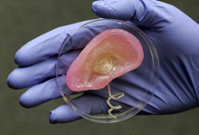 Scientists used 3-D printing to merge tissue and an antenna that receives radio signals. Photo by Frank Wojciechowski.