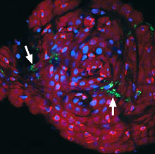 Wolbachia (green, indicated by white arrows) in an infected mosquito’s midgut. Image by the Xi lab, used courtesy of Science.