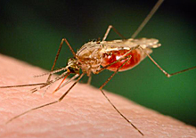 Anopheles funestus, a malaria-transmitting mosquito. Image by James Gathany, Dr. Frank Collins, University of Notre Dame, courtesy of CDC.