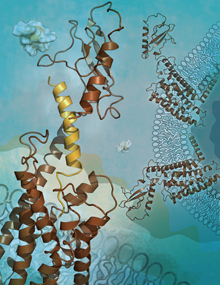 Structure of the human glucagon receptor. Image by Katya Kadyshevskaya, courtesy of Scripps Research Institute.
