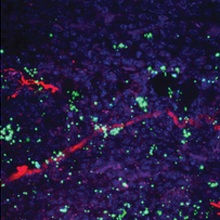 Bacteria (green) are found near neurons (red). Image by the researchers. Courtesy of Nature.