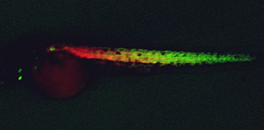 Newly created muscle progenitor cells (green) and muscle fibers (red) in a zebrafish embryo. Image: Zon Lab