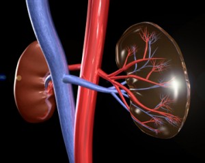 Damage Control Researchers identify a key molecule involved in kidney failure/ Image: iStock
