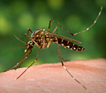 Female Aedes aegypti mosquito seeking out a penetrable site on the skin of its host. Photo by James Gathany, courtesy of CDC.