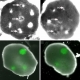 Researchers build ‘artificial ovary’ to develop oocytes into mature human eggs