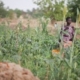 Togo sees significant return on investment in agriculture. Farmers turn European support into profit.