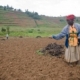Global Soil Partnership for Food Security launched at FAO. New effort to assure soils future generations.