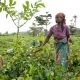 Rwandans set to benefit from UN farm loans and grants