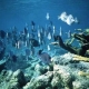 UN agencies to present plan for sustainable future of oceans