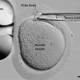 ‘Genetic biopsy’ of human eggs might help pick the best for IVF