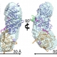 Model of enzyme’s structure could spur new therapies