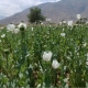 Myanmar leads rise in opium poppy cultivation in South-East Asia – UN 